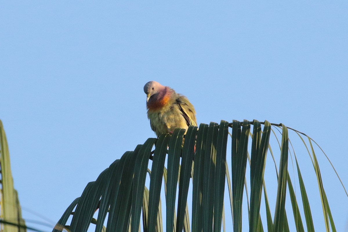 Pink-necked Green-Pigeon - ML611300105
