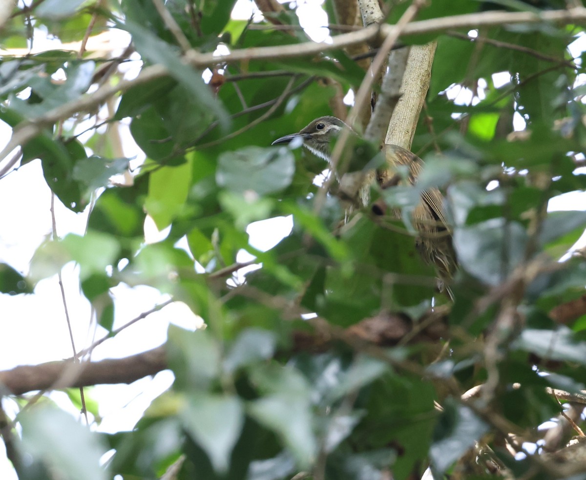 Tawny-breasted Honeyeater - ML611300109