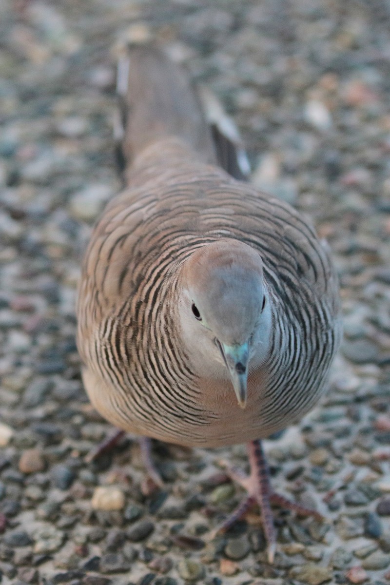 Zebra Dove - ML611300110