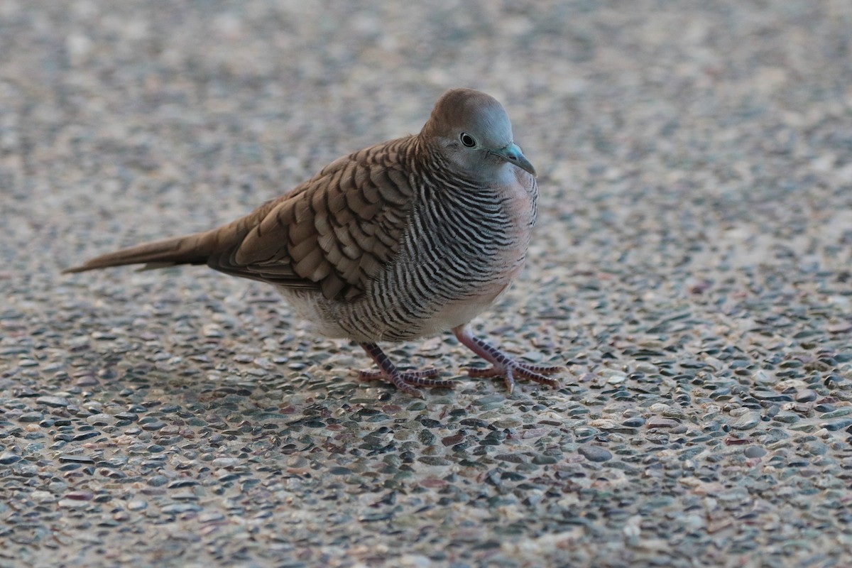 Zebra Dove - ML611300112