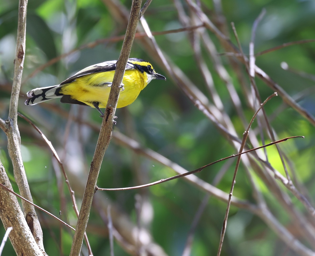 Yellow-breasted Boatbill - ML611300117