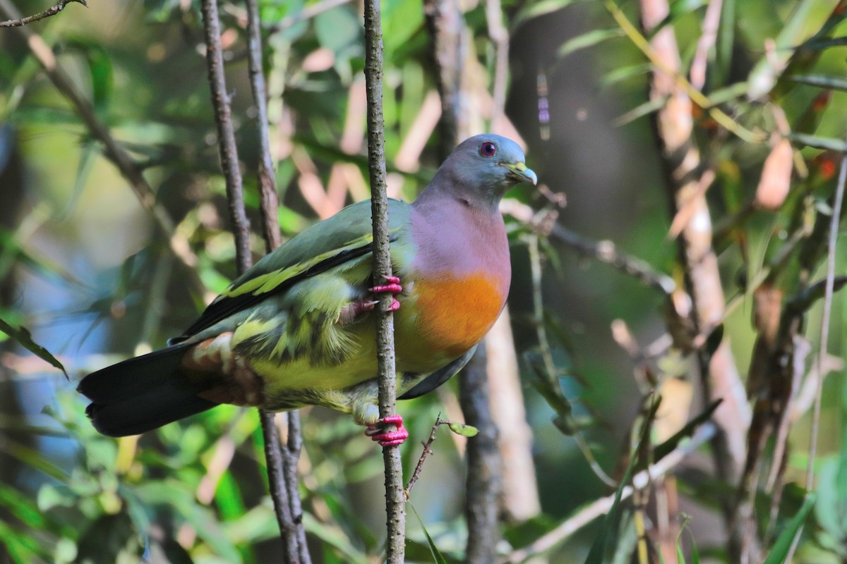Pink-necked Green-Pigeon - ML611300120