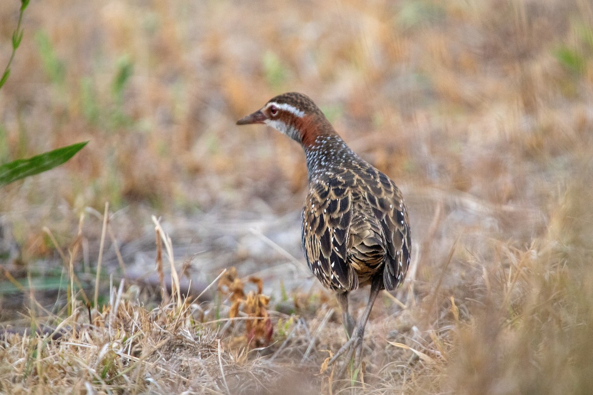 Buff-banded Rail - ML611300134