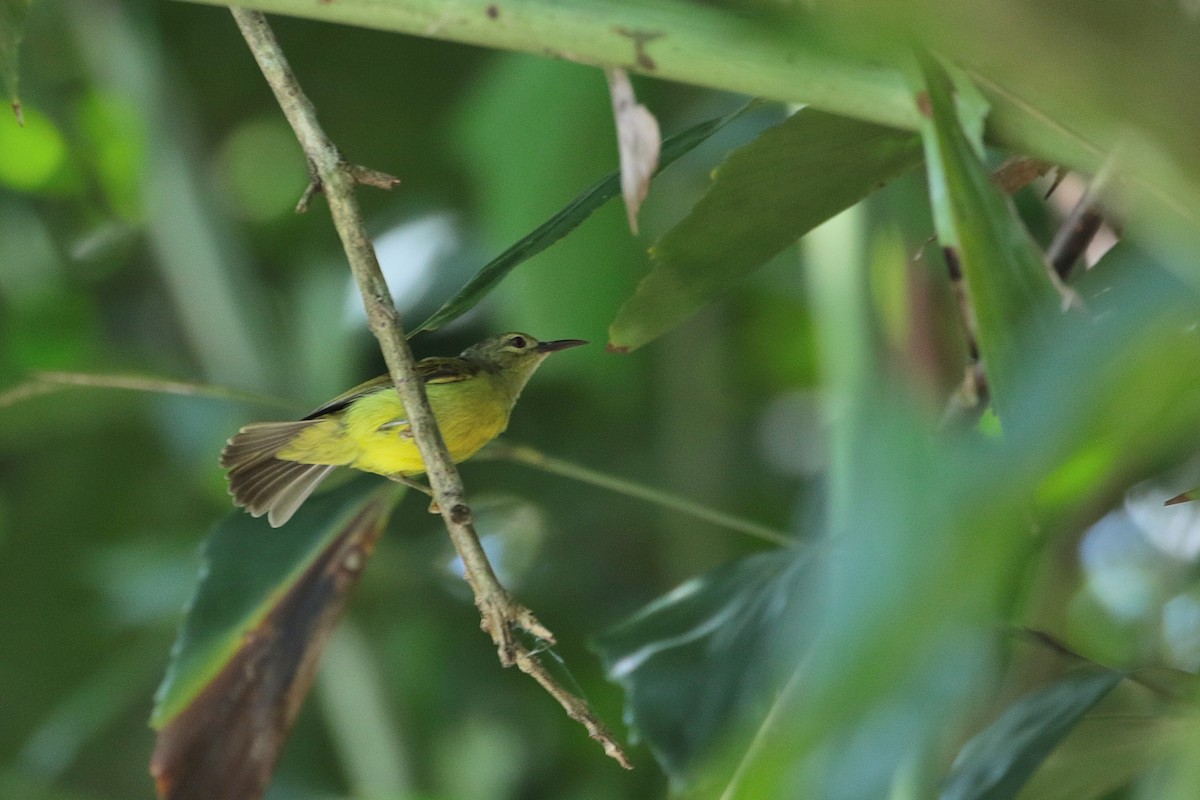 Brown-throated Sunbird - ML611300145