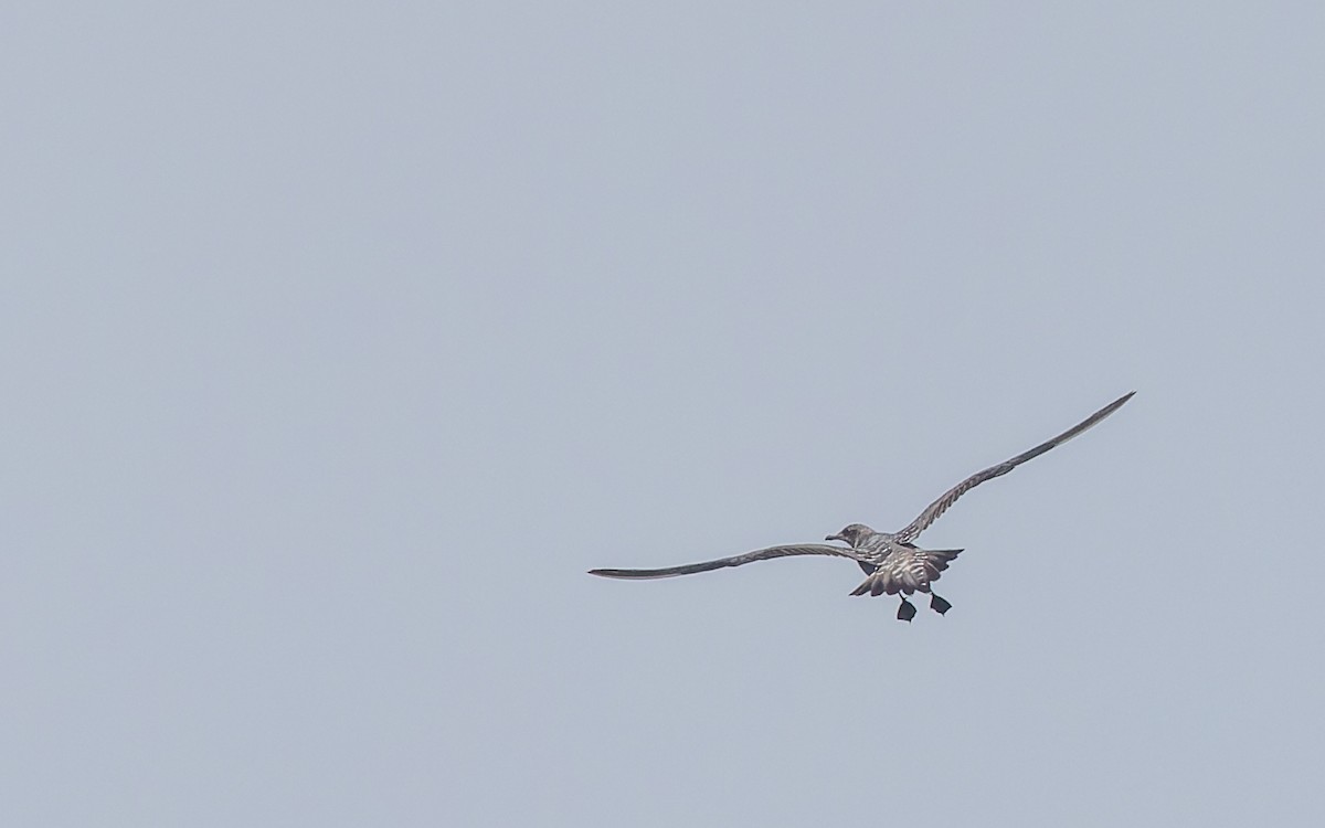 Long-tailed Jaeger - ML611300146