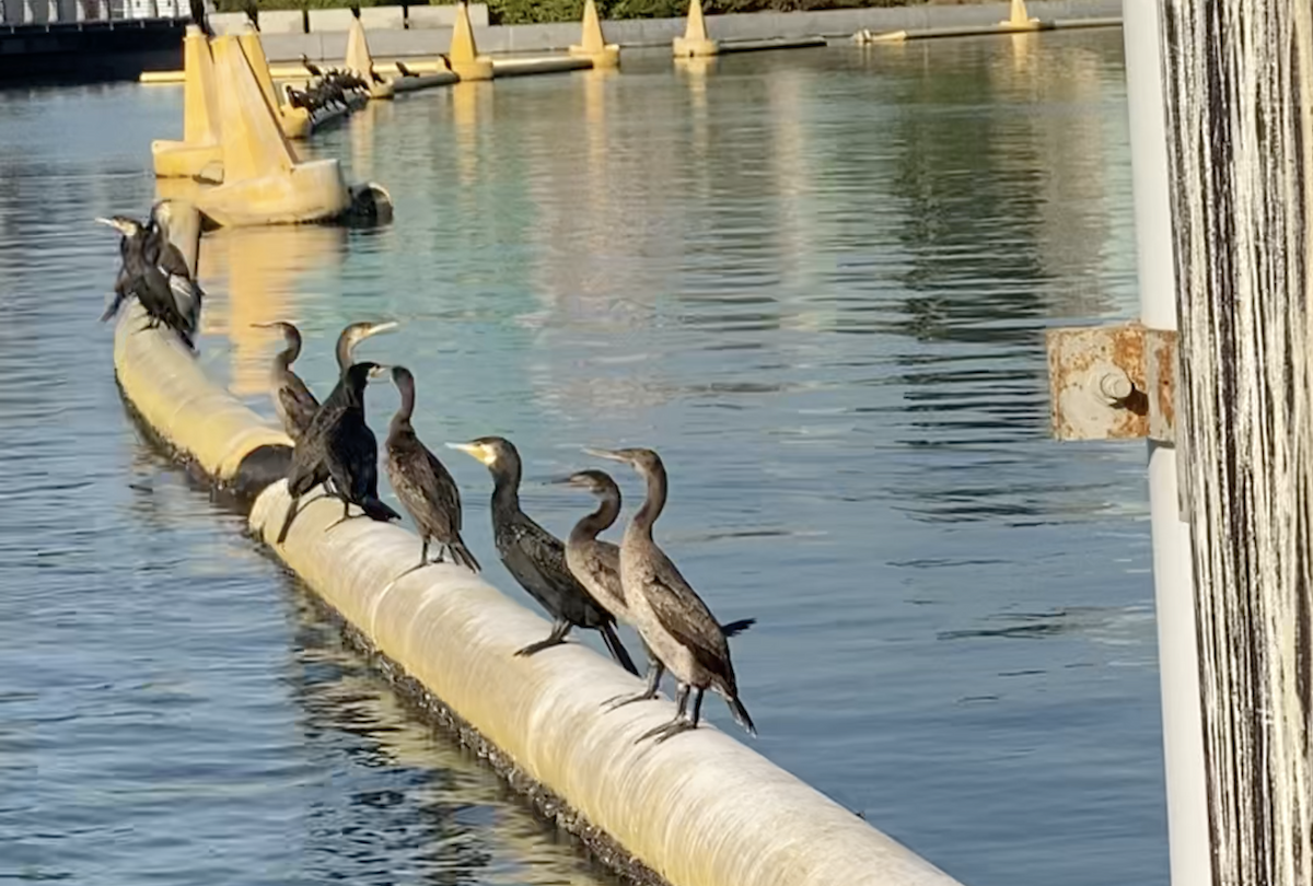 Cormorán de Socotra - ML611300155