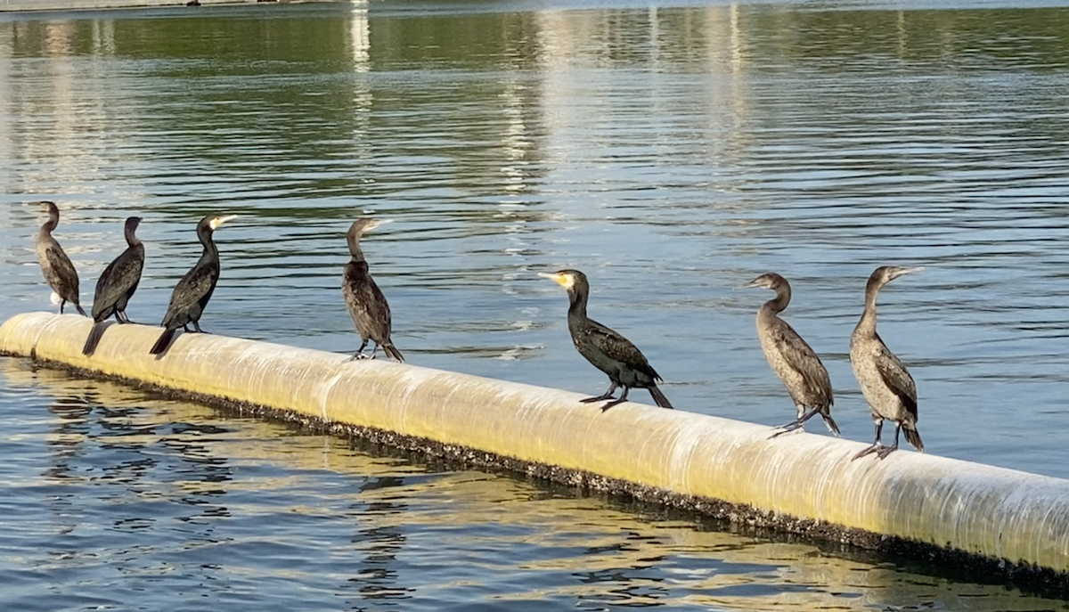 Cormoran de Socotra - ML611300159