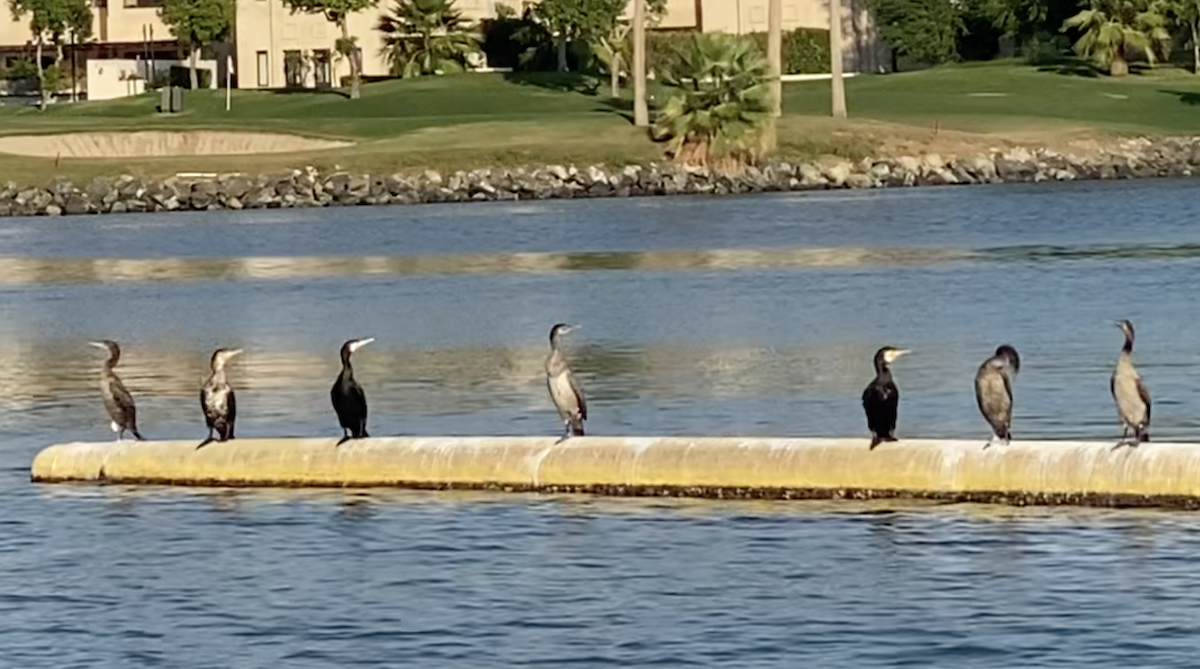 Socotra Cormorant - ML611300171