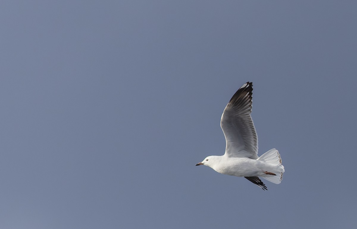 Mouette argentée (novaehollandiae/forsteri) - ML611300177