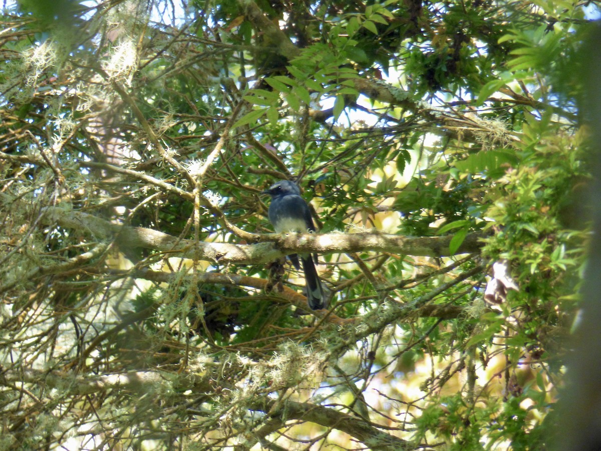 White-bellied Fantail - ML611300190