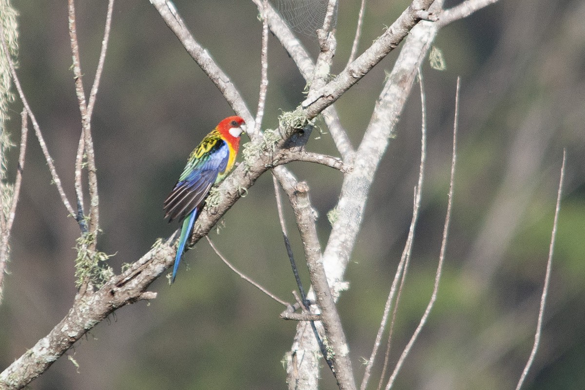 Eastern Rosella - ML611300205