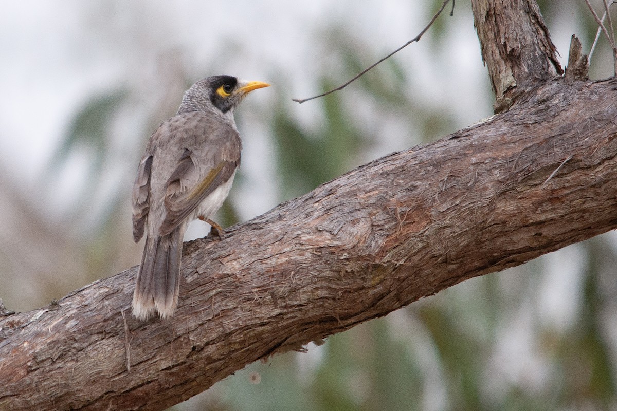 Noisy Miner - ML611300211