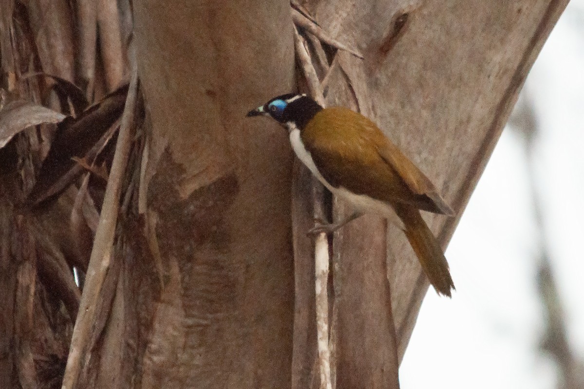 Blue-faced Honeyeater (Blue-faced) - ML611300215