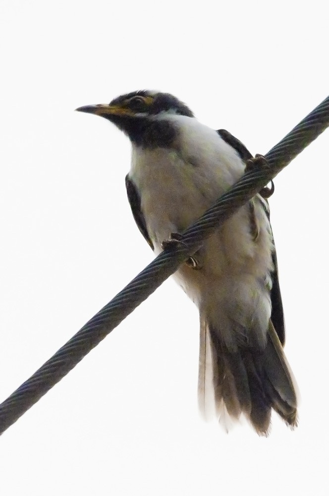 Blue-faced Honeyeater (Blue-faced) - ML611300221