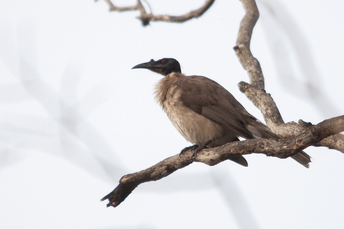 Noisy Friarbird - Miguel Rouco