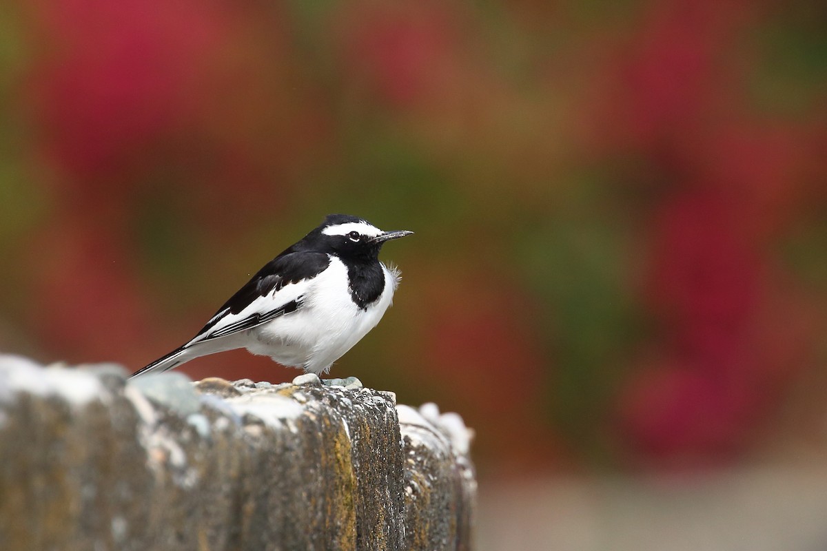 White-browed Wagtail - ML611300246