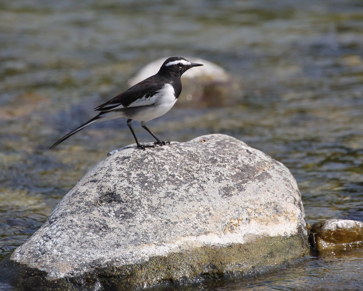 White-browed Wagtail - ML611300253