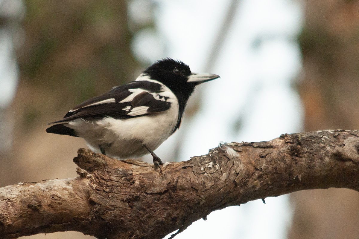 Pied Butcherbird - ML611300293