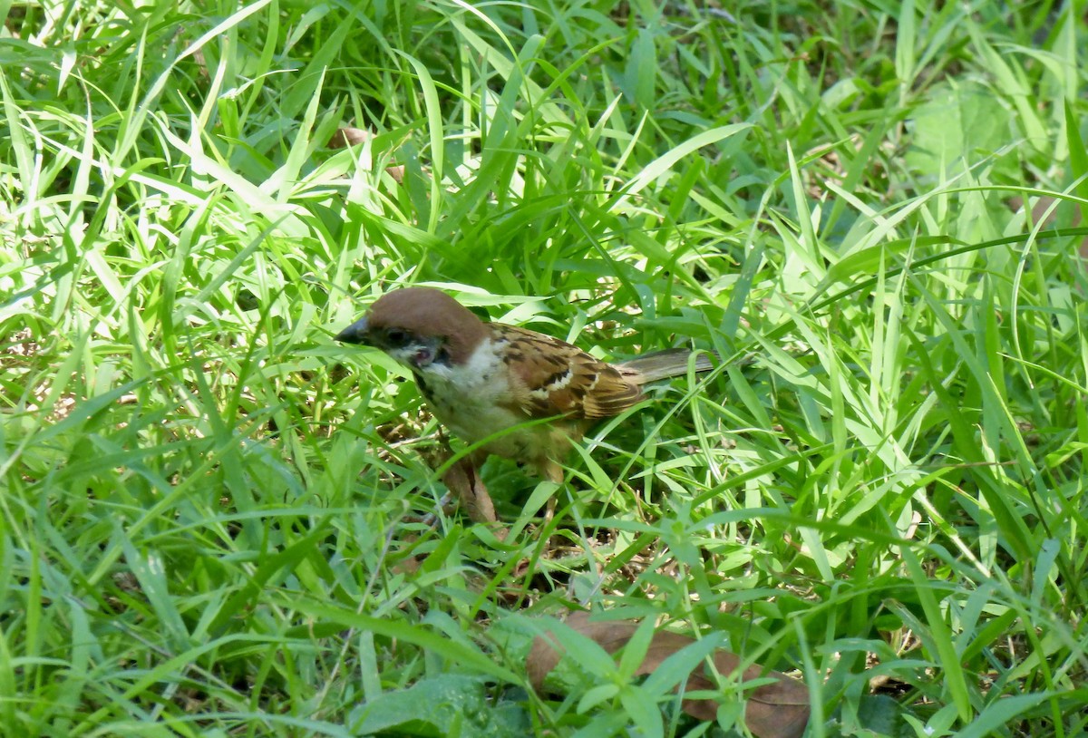 Eurasian Tree Sparrow - ML611300315
