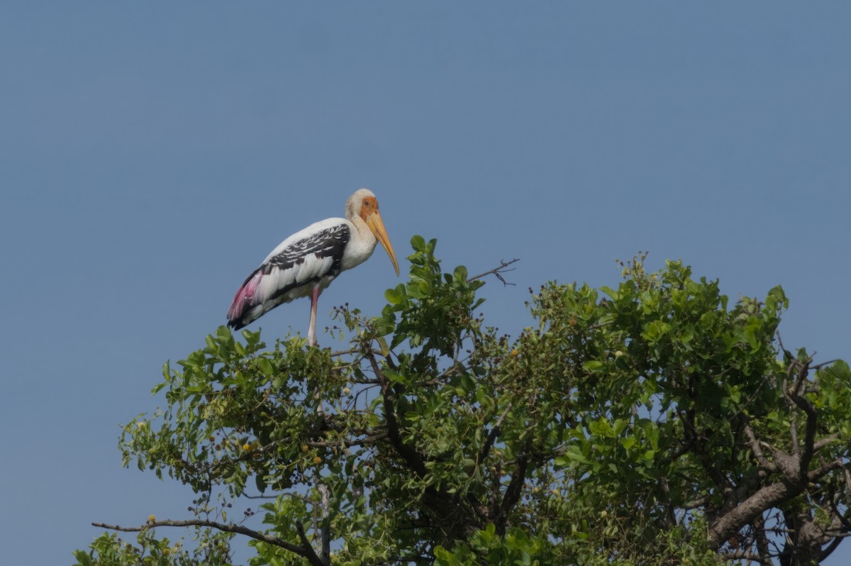 Painted Stork - ML611300318