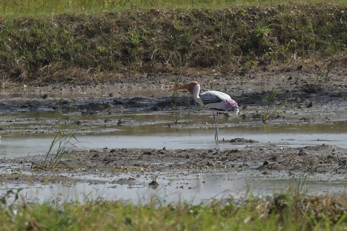 Painted Stork - ML611300319