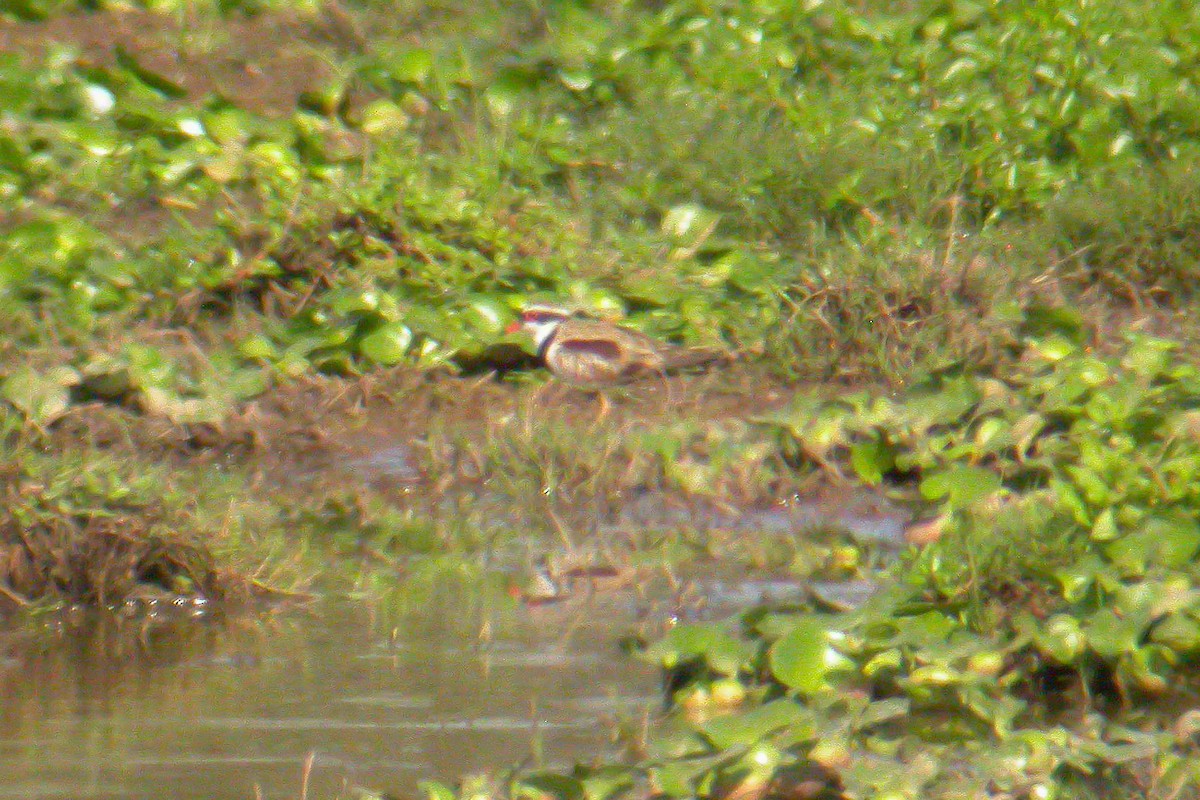 Black-fronted Dotterel - Miguel Rouco