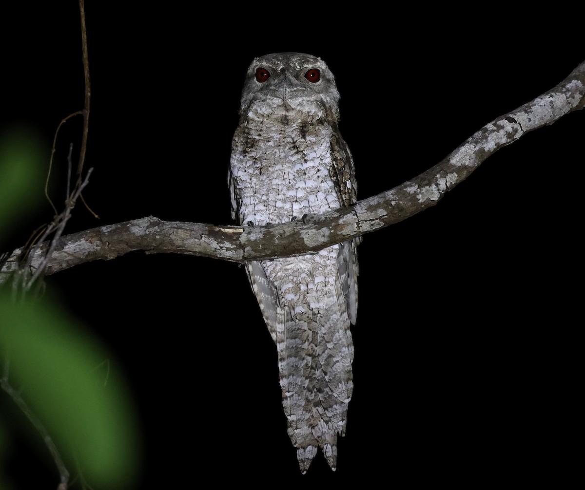 Marbled Frogmouth - ML611300337