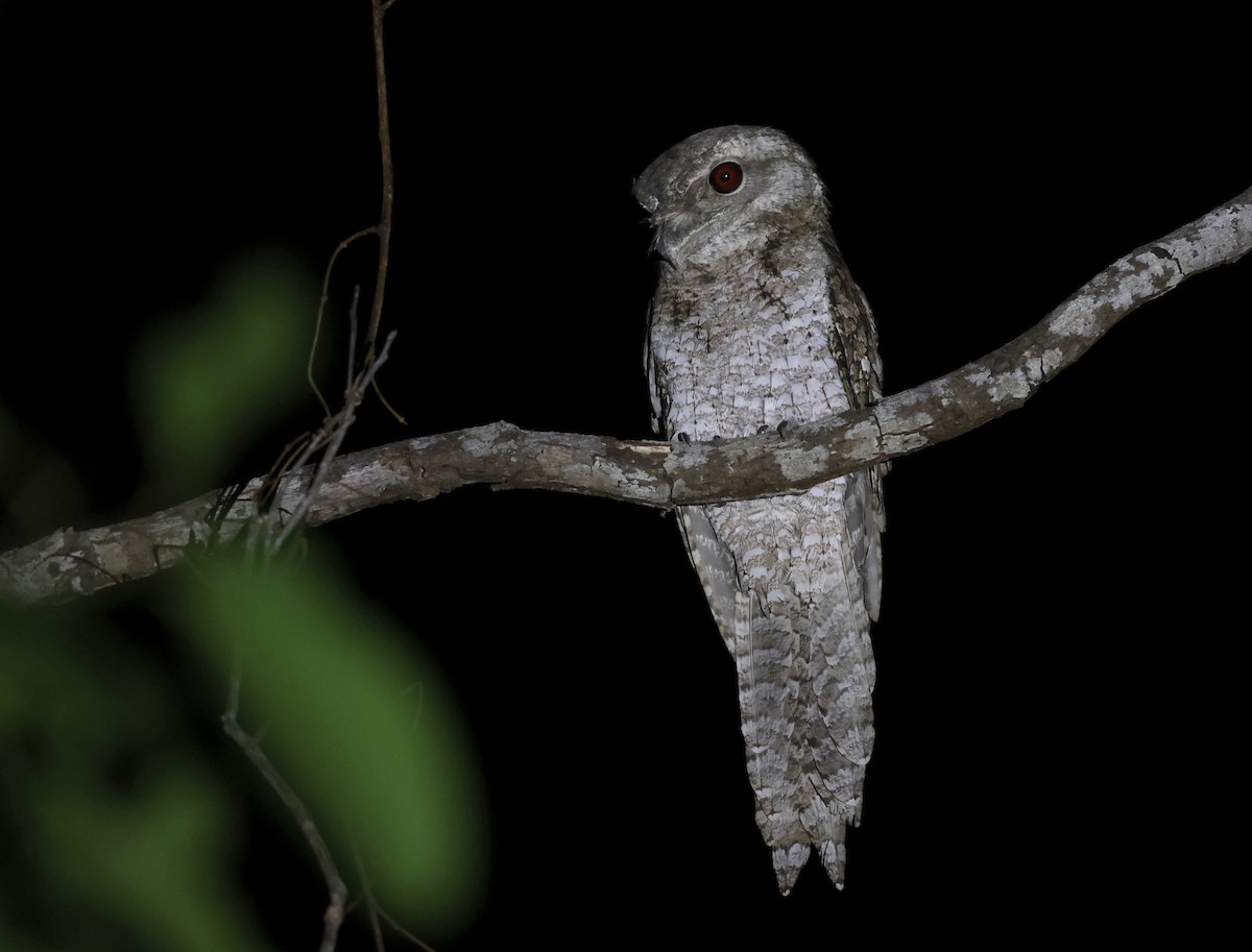 Marbled Frogmouth - ML611300339