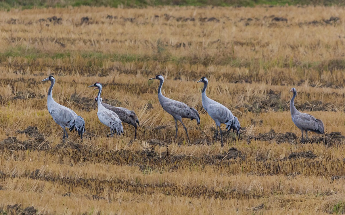 Common Crane - Ömer Faruk Durdu