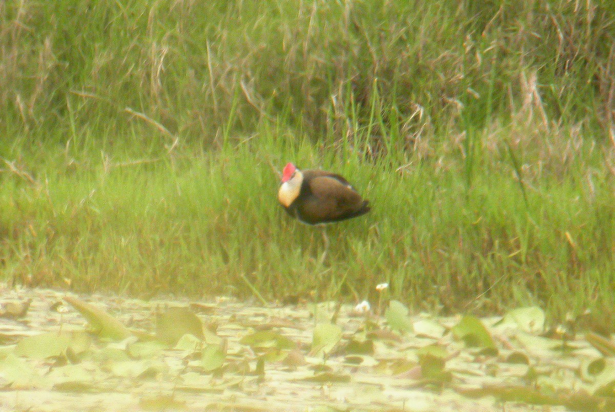 Comb-crested Jacana - ML611300374