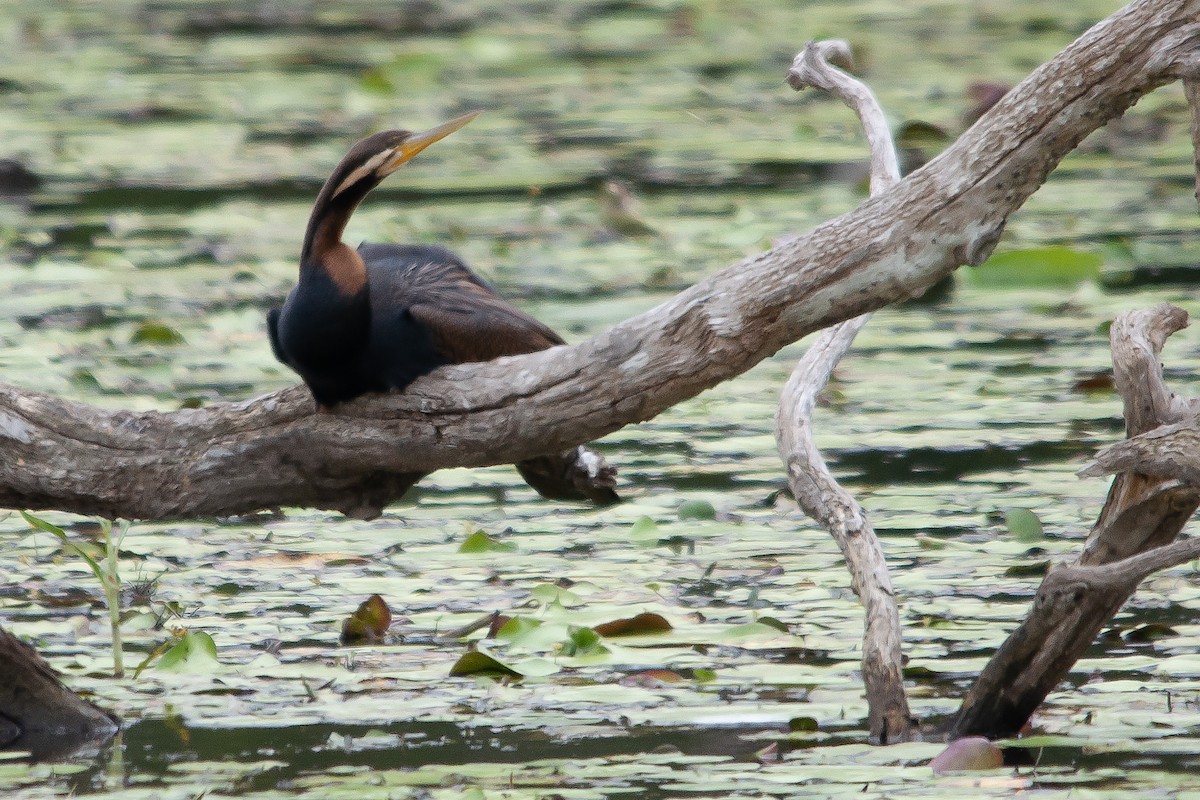 Australasian Darter - ML611300378