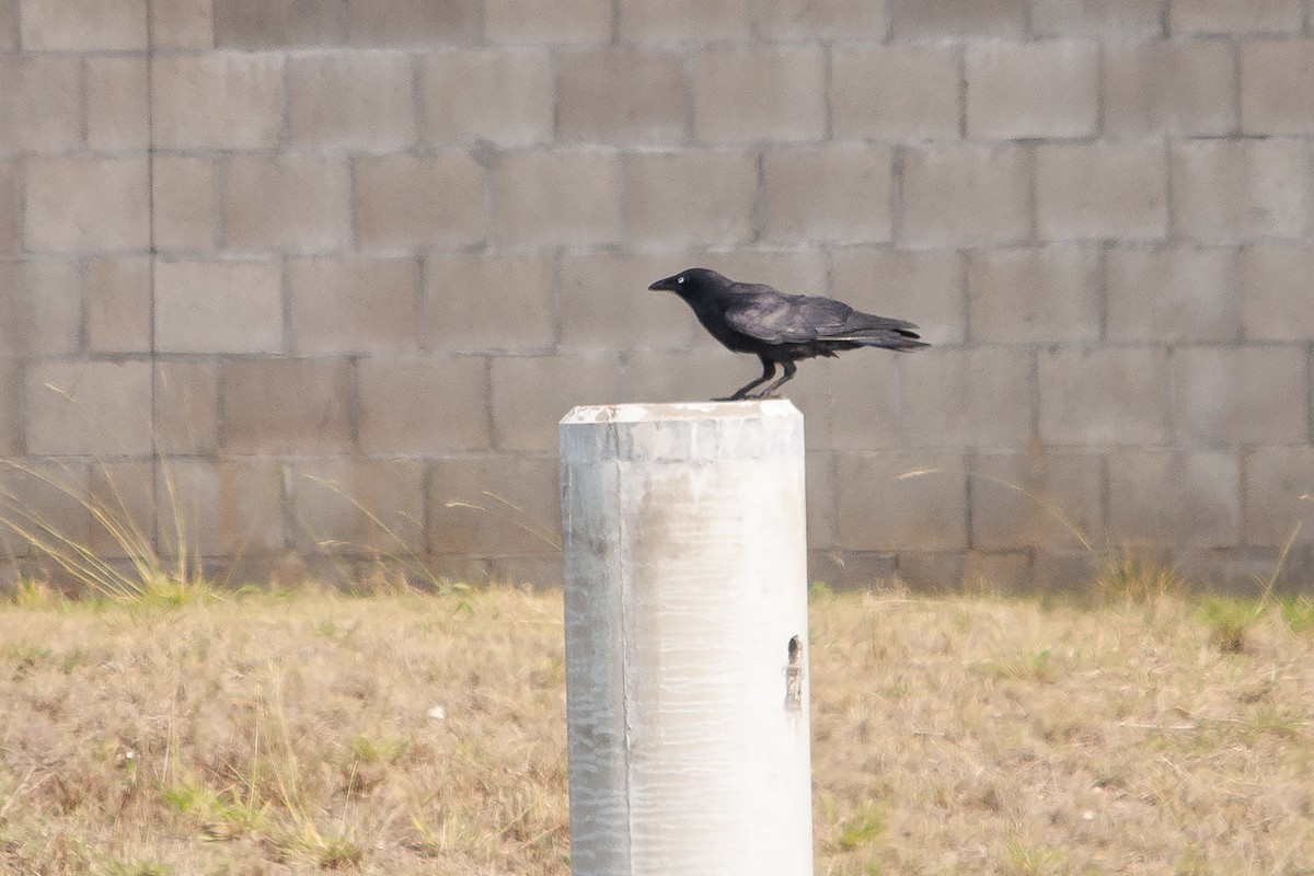Torresian Crow - ML611300436
