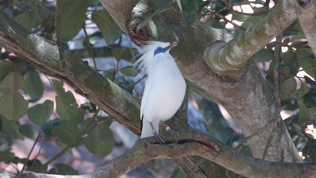 Bali Myna - ML611300444