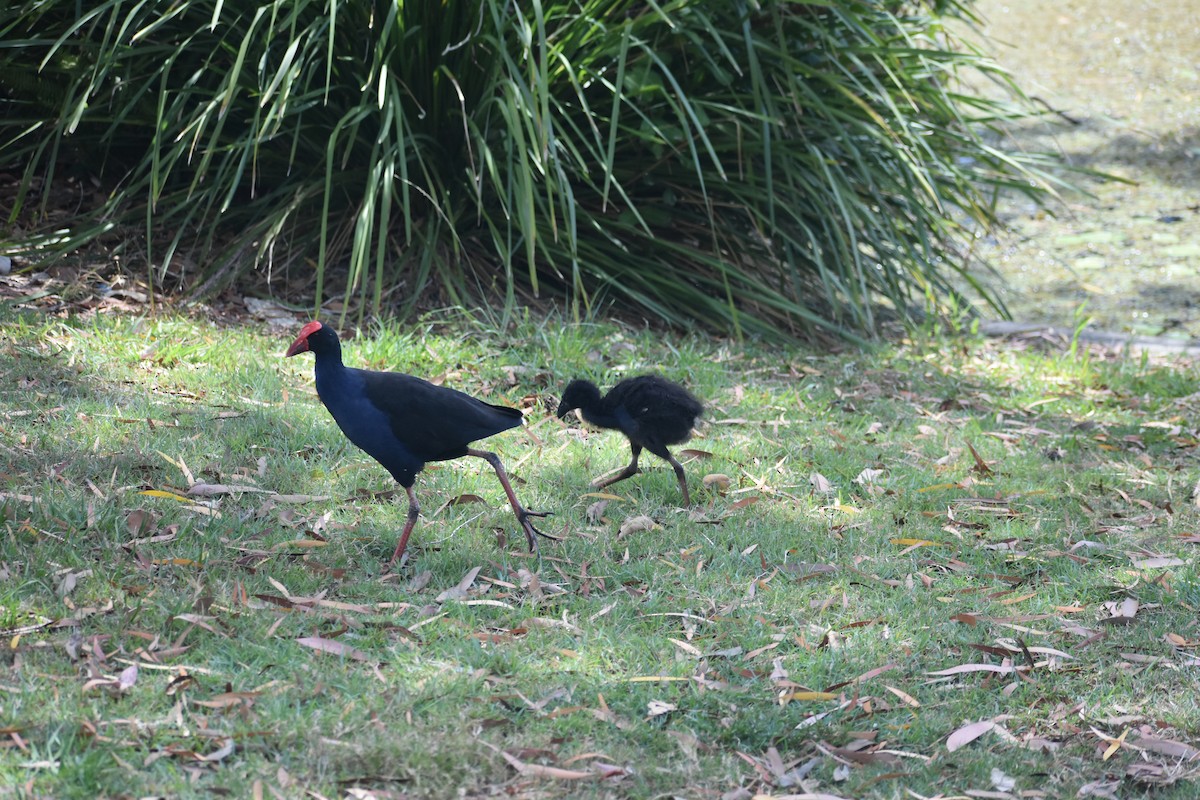 Australasian Swamphen - ML611300479