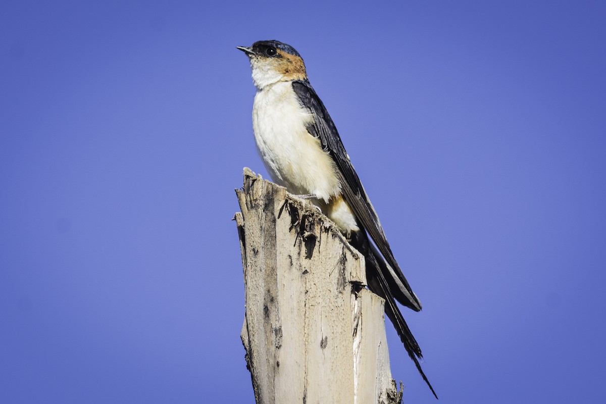 Red-rumped Swallow - ML611300532
