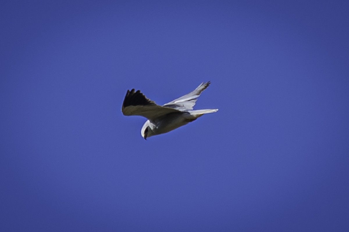 Black-winged Kite - ML611300546