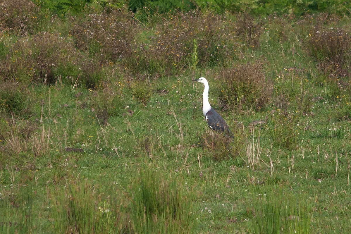 Pacific Heron - ML611300575