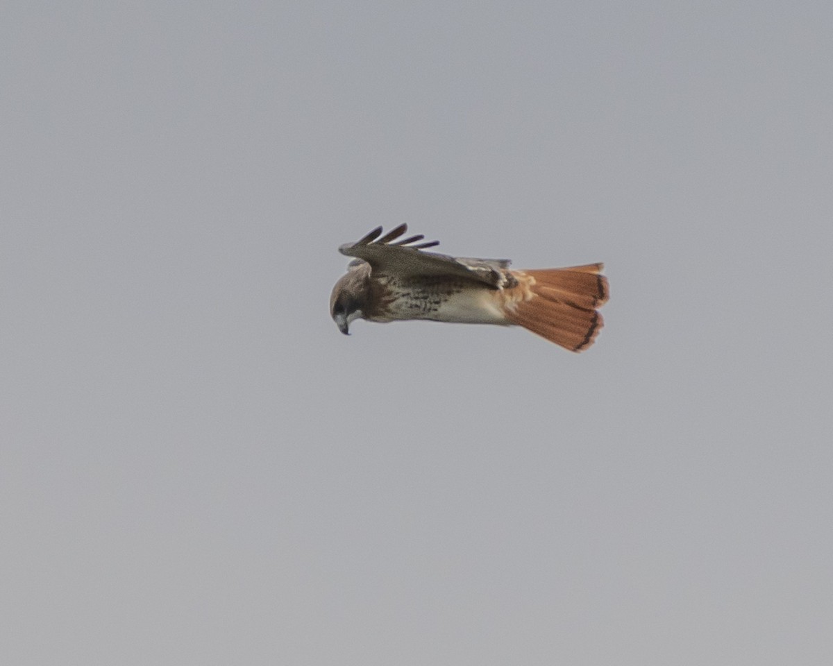 Red-tailed Hawk - Liz Pettit