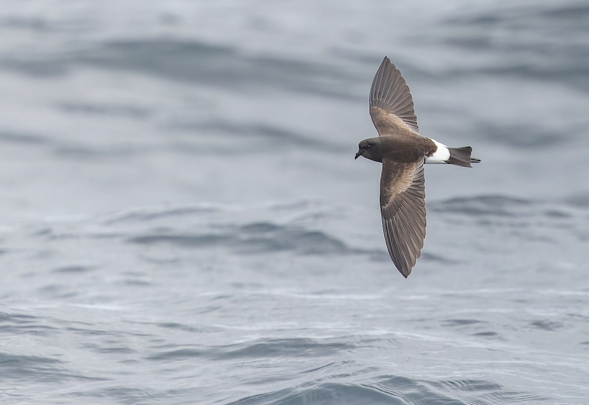 Wilson's Storm-Petrel - Geoff Dennis