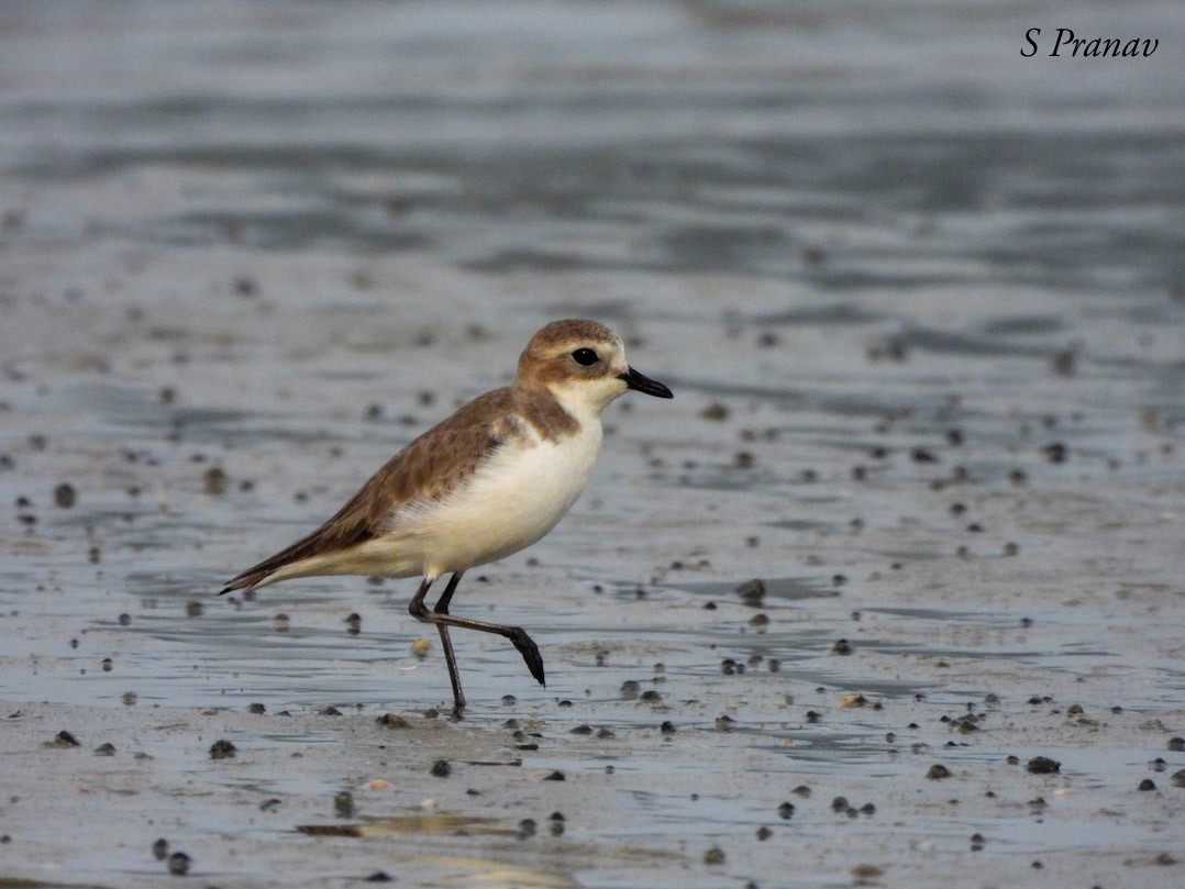 Tibetan Sand-Plover - S Pranav