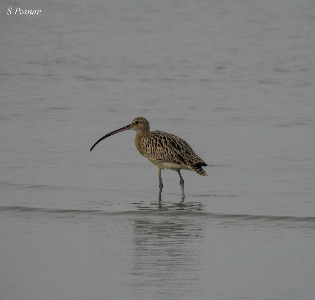 Eurasian Curlew - ML611300826