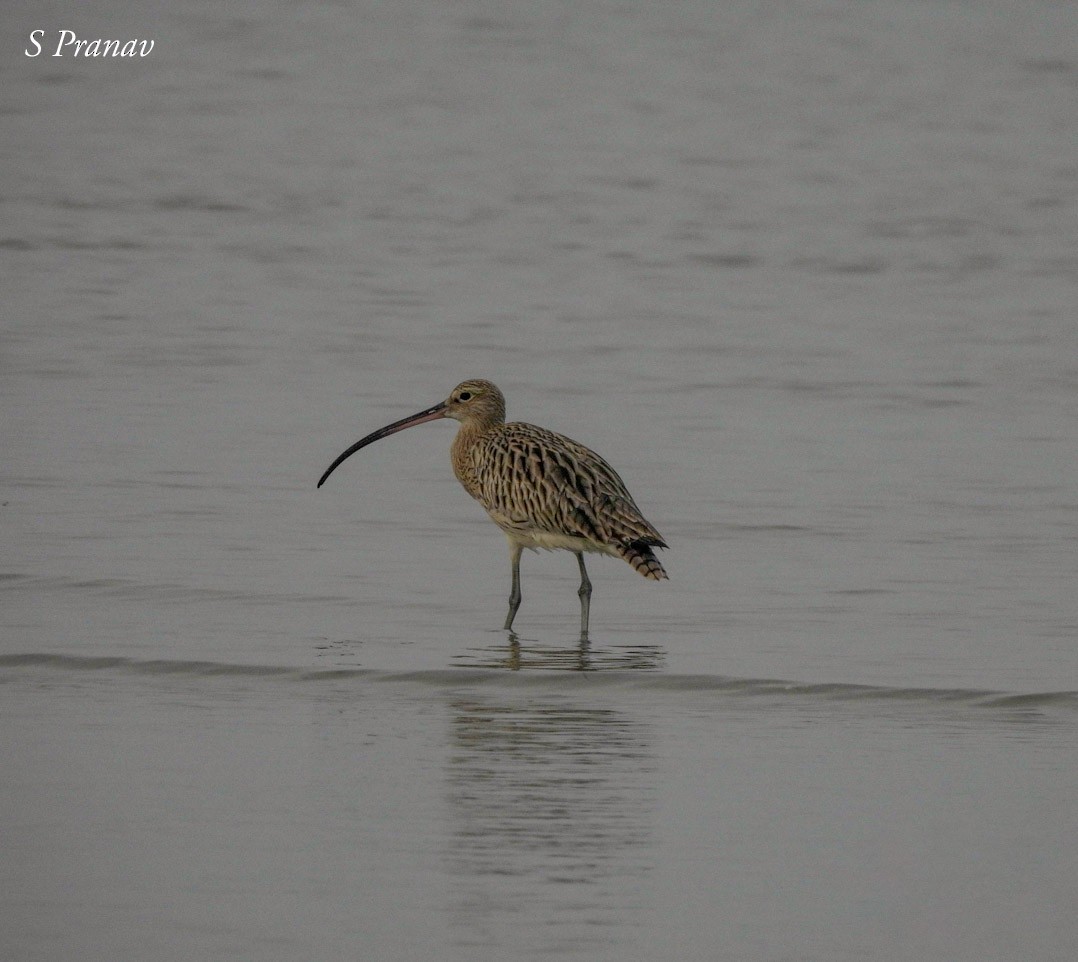 Eurasian Curlew - ML611300827