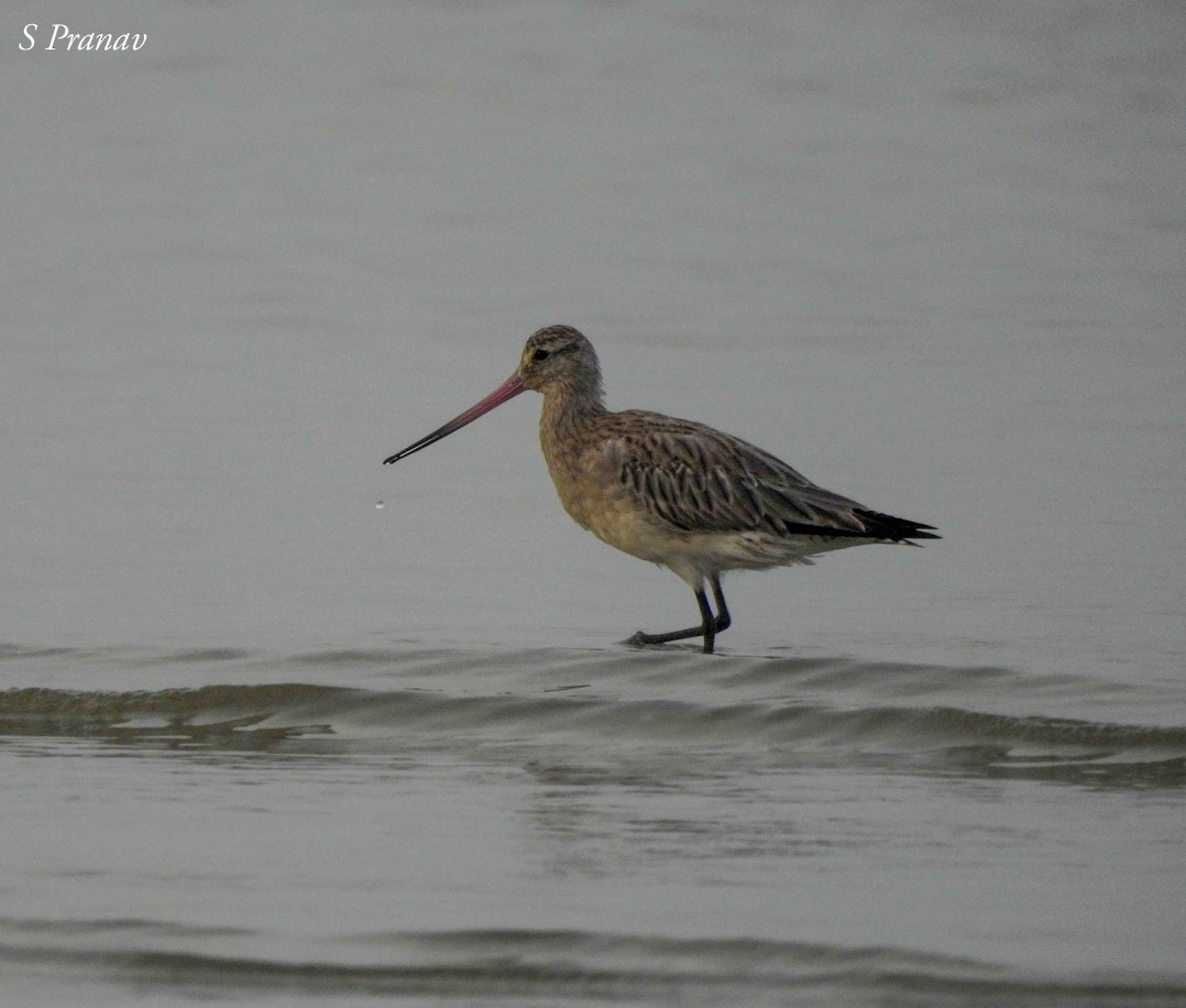 Bar-tailed Godwit - ML611300833