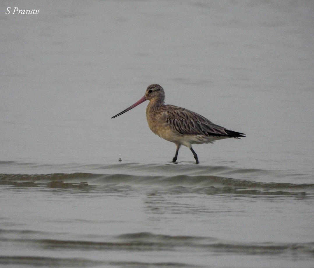 Bar-tailed Godwit - ML611300834