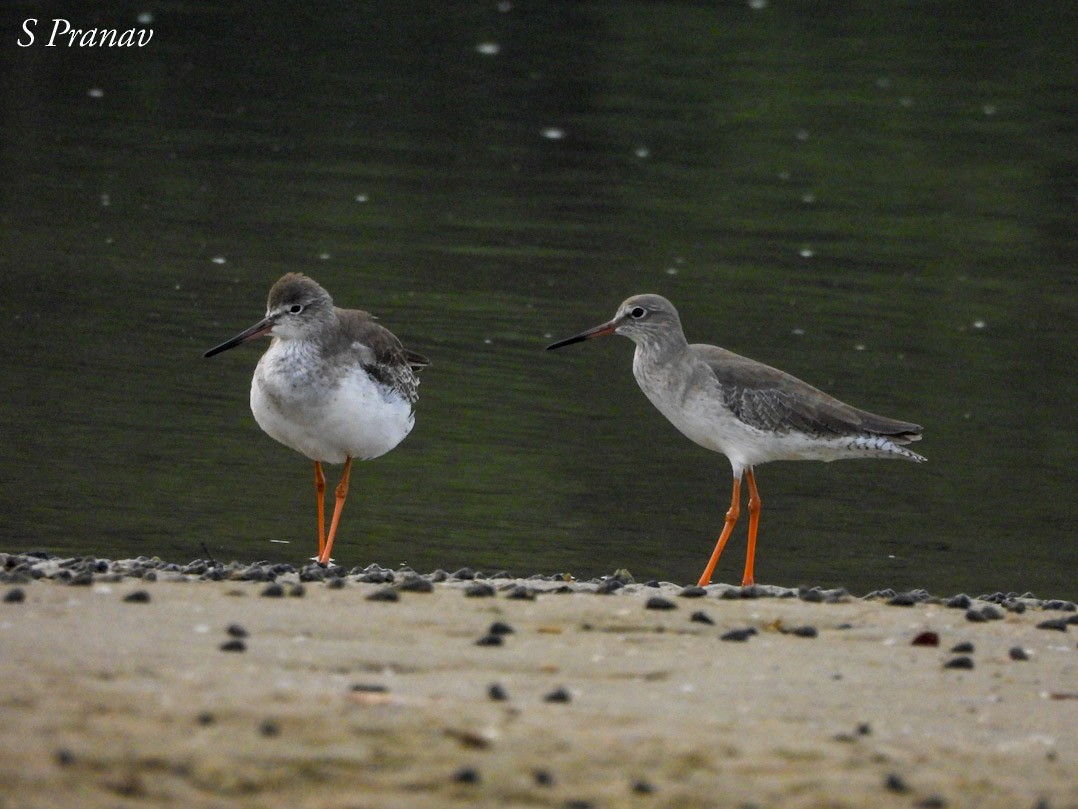 Common Redshank - ML611300839