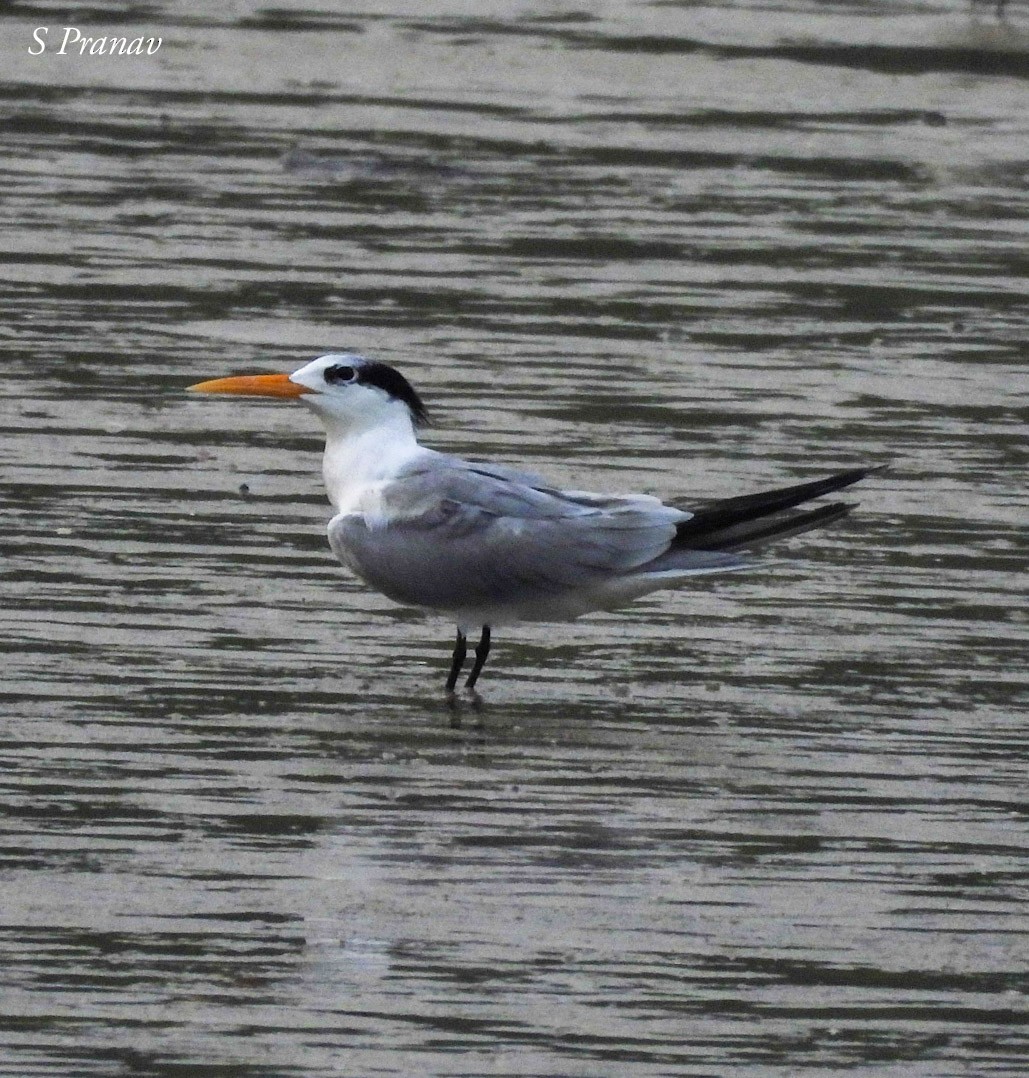 Lesser Crested Tern - ML611300847