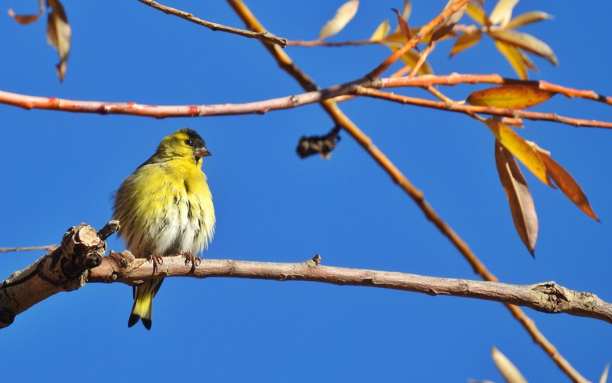 Eurasian Siskin - ML611300866