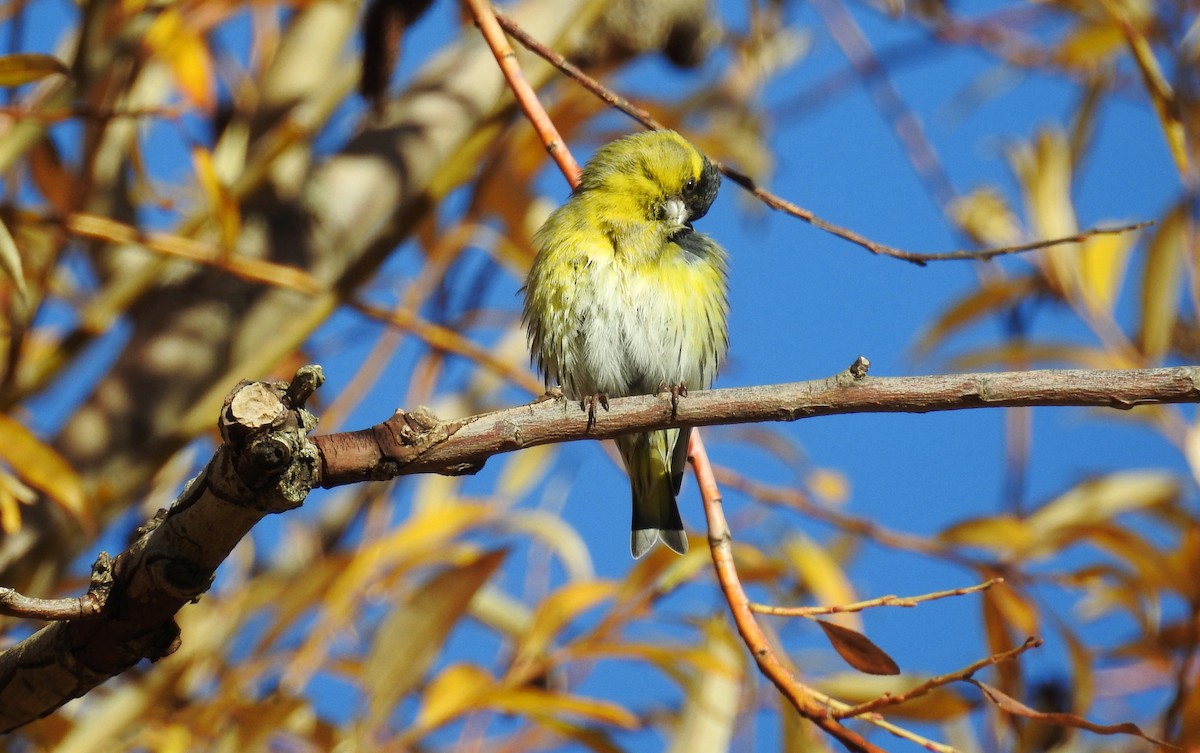 Eurasian Siskin - ML611300868