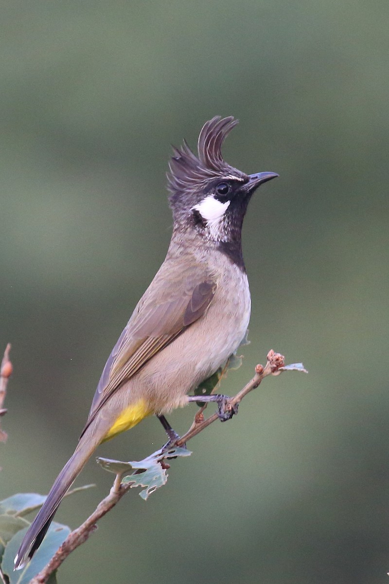 Bulbul à joues blanches - ML611300883