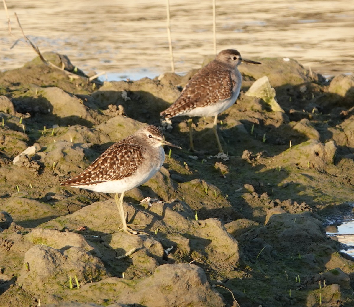 Bruchwasserläufer - ML611300936